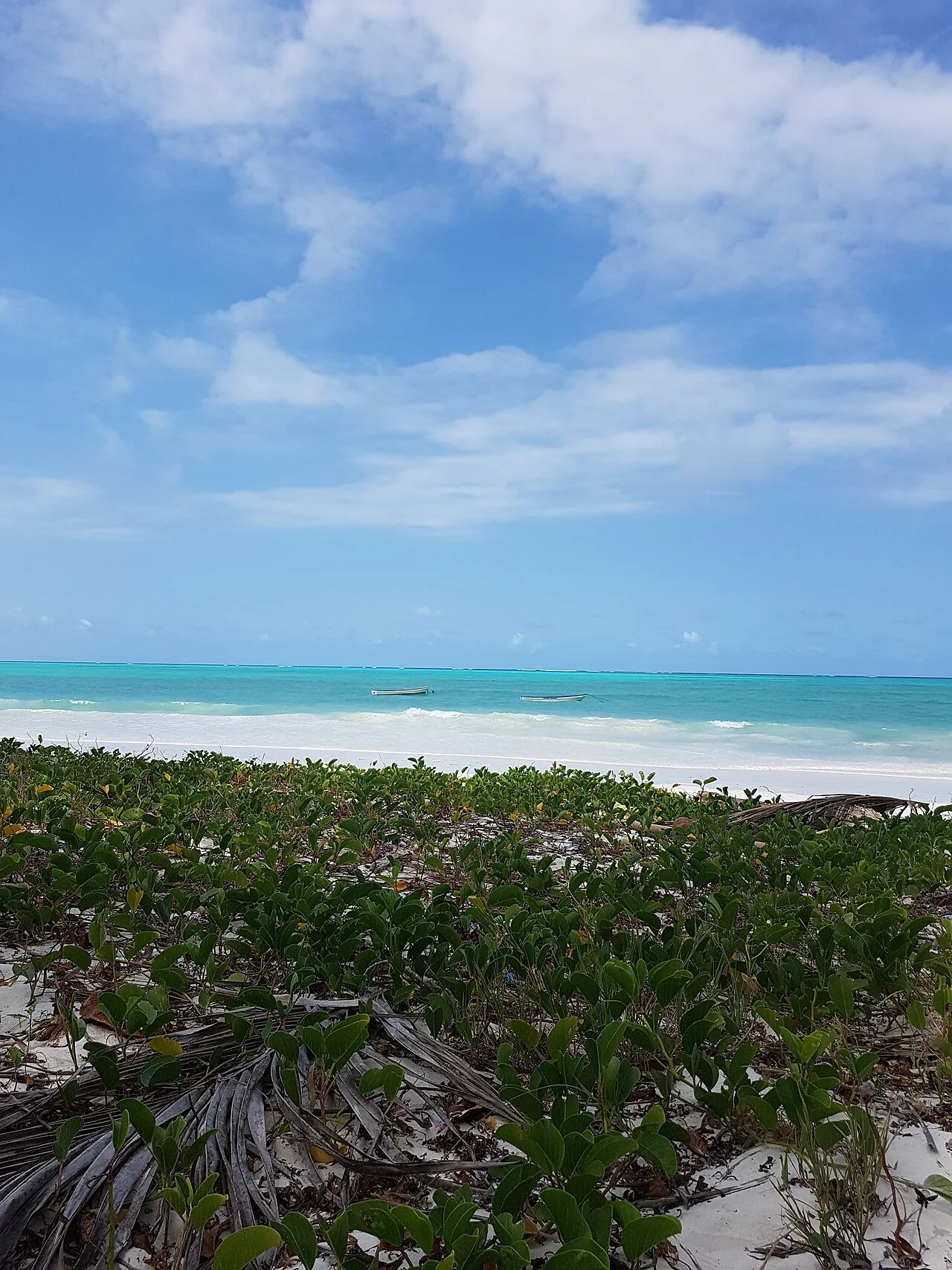 Coastal vegetation and shoreline at Paje, Zanzibar